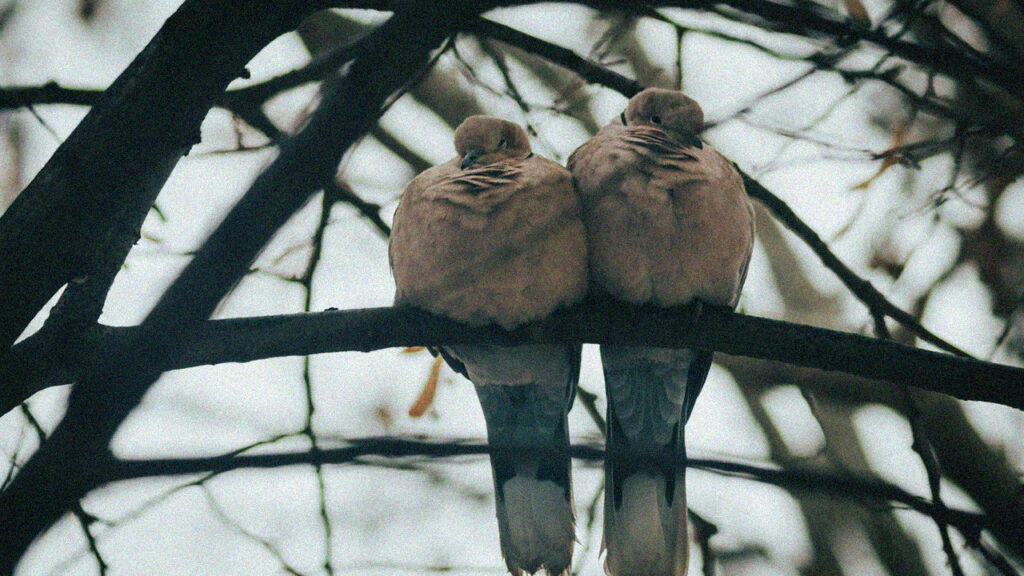 Hidden in Each Other